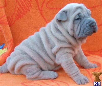 Chinese Shar-Pei Puppies for Sale